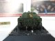    Jagdpanzer 38 (t) &quot;Hetzer&quot;  1944,    .   8 (RI)
